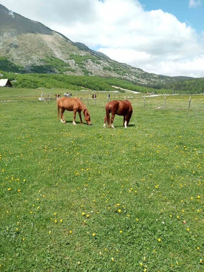 Апартаменты Korisno Жабляк