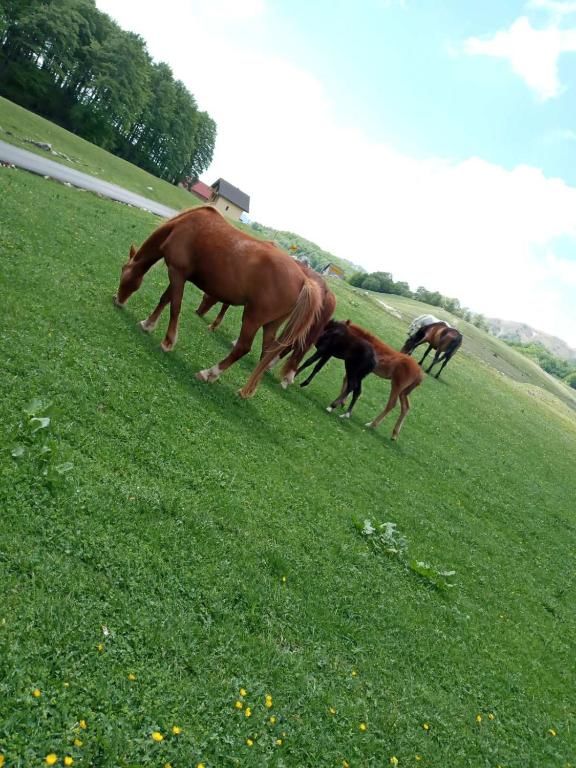 Апартаменты Korisno Жабляк